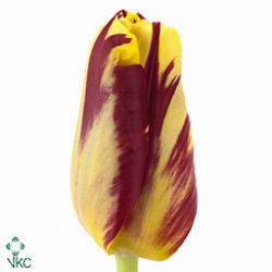 Tulips Grand Perfection