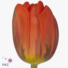Tulips Hermitage