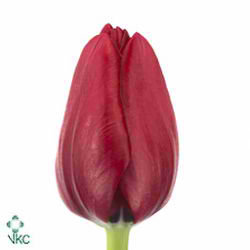 Tulips Ile De France