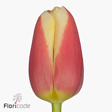 Tulips Ksenija