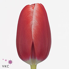 Tulips Kung Fu