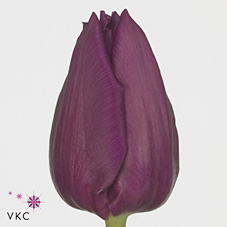 Tulips Laptop