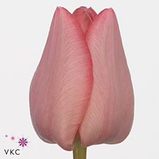 Tulips lasergame