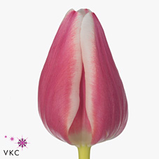 Tulips leo visser