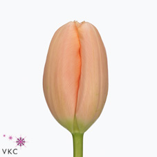 Tulips Menton