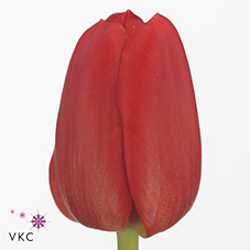 Tulips Merapi