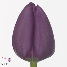 Tulips negrita