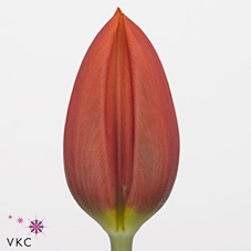 Tulips Orange Cassini