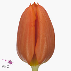 Tulips Pako