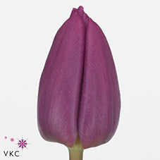 Tulips Purple Prince