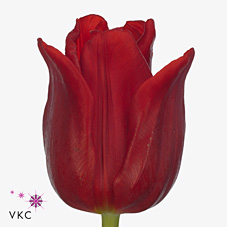 Tulips Red Westfrisian