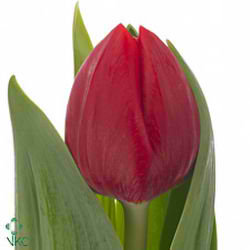 Tulips Renegade