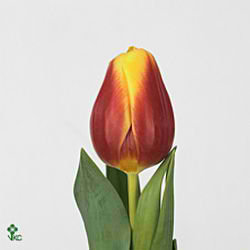 Tulips Residence