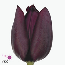 Tulips Ronaldo