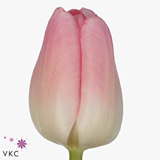 Tulips Rosario