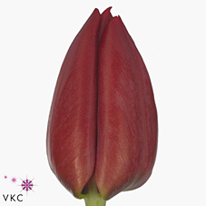 Tulips Seadov