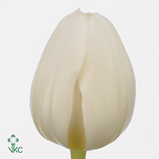 Tulips Silver Dollar