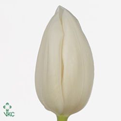Tulips Snowboard