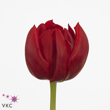Tulips Spitfire
