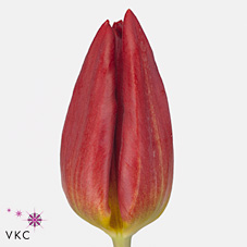 Tulips Strong Fire
