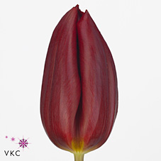 Tulips Strong Love