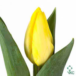 Tulips Sunny Prince