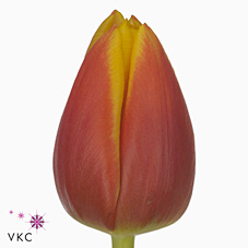 Tulips tecla
