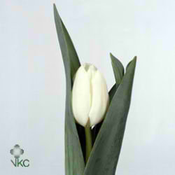 Tulips Tibet