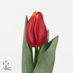 Tulips Verandi