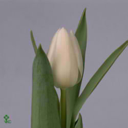 Tulips White Marvel