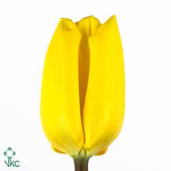 Tulips Yellow Flight