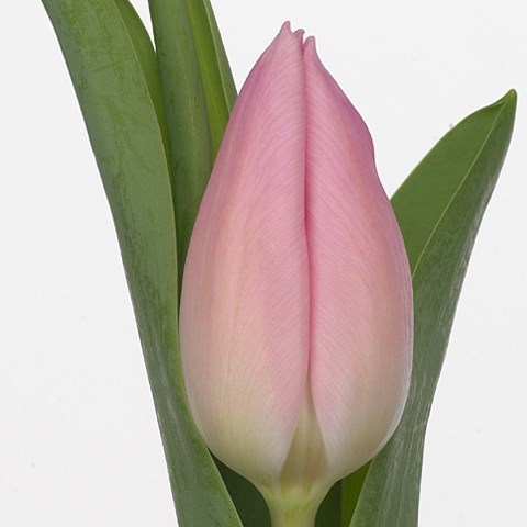 Tulips Aafke