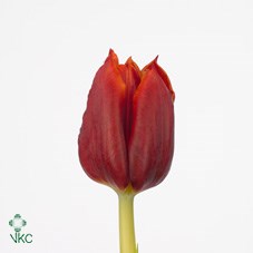 Tulips Abra