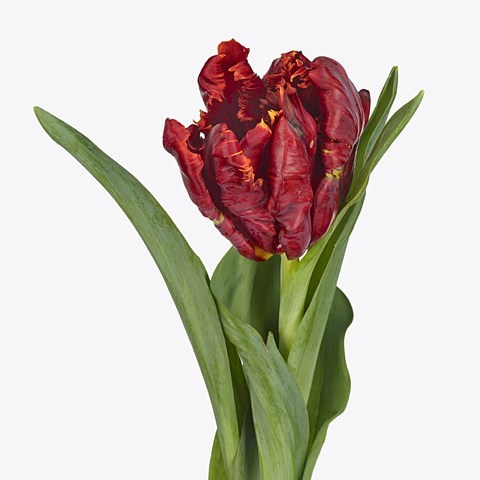 Tulips Abracadabra (Parrot)