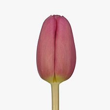 Tulips Ace Pink