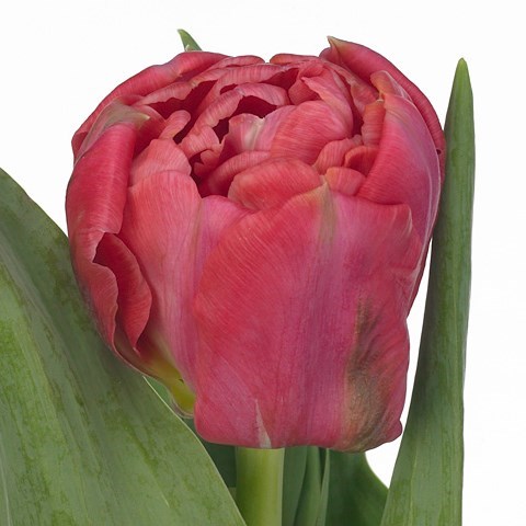 Tulips Adore