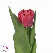 Tulips Adore
