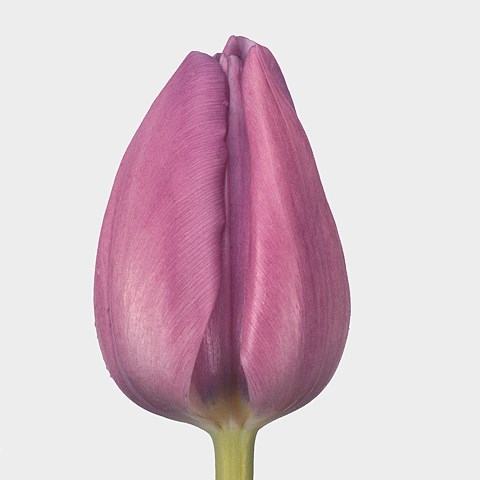 Tulips Alibi