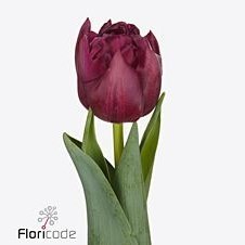 Tulips Alison Bradley