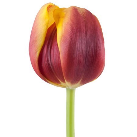 Tulips Andre Citroen