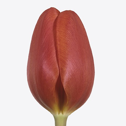 Tulips Annie Schilder