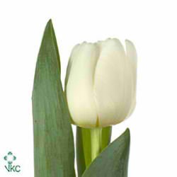 Tulips Antarctica