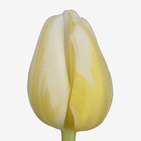 Tulips Antarctica Flame