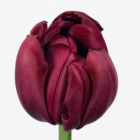 Tulips Antraciet