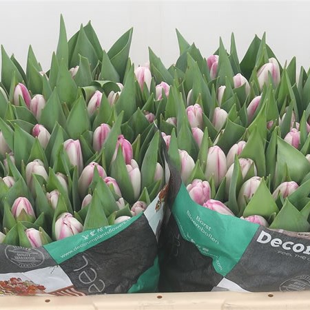 Tulips Athene