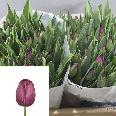 Tulips Attila