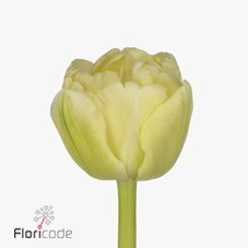 Tulips Avant Garde