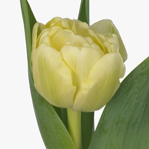 Tulips Avant Garde