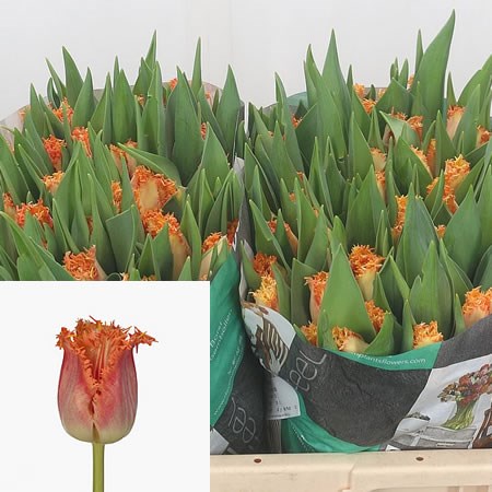 Tulips Ballroom