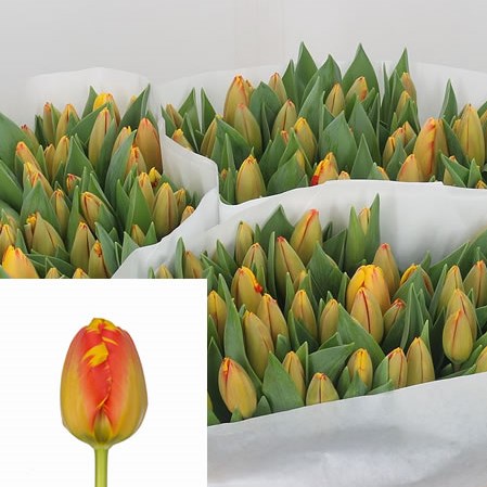 Tulips Banja Luka